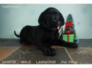 Labrador Retriever Puppy for sale in Halifax, VA, USA