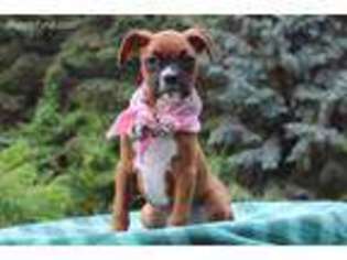 Boxer Puppy for sale in Eden Valley, MN, USA