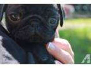 Pug Puppy for sale in SILVERTON, OR, USA