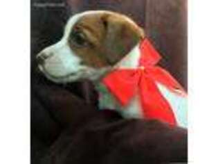 Jack Russell Terrier Puppy for sale in Hartly, DE, USA