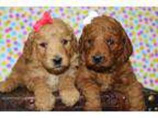 Goldendoodle Puppy for sale in Wakarusa, IN, USA