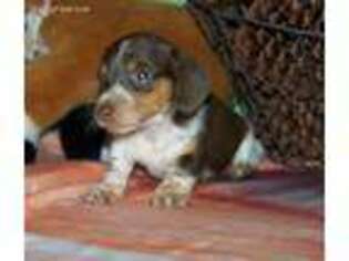 Dachshund Puppy for sale in Hico, TX, USA
