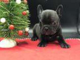 French Bulldog Puppy for sale in Desoto, TX, USA