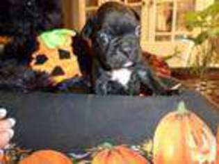 French Bulldog Puppy for sale in PATASKALA, OH, USA