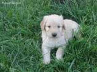 Goldendoodle Puppy for sale in Marshall, VA, USA