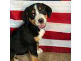 Greater Swiss Mountain Dog Puppy for sale in Steelville, MO, USA