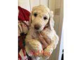 Goldendoodle Puppy for sale in Wichita Falls, TX, USA