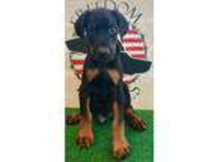 Doberman Pinscher Puppy for sale in Perry, GA, USA