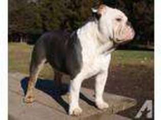 Olde English Bulldogge Puppy for sale in WESTON, OH, USA