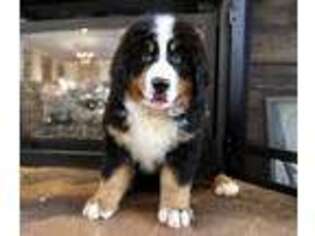 Bernese Mountain Dog Puppy for sale in Decorah, IA, USA