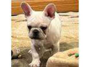 French Bulldog Puppy for sale in Bolivar, MO, USA