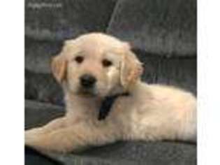 Golden Retriever Puppy for sale in Sears, MI, USA