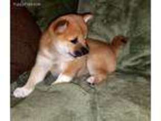 Shiba Inu Puppy for sale in San Jose, CA, USA