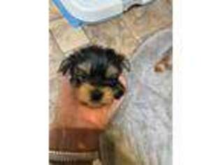 Yorkshire Terrier Puppy for sale in Alvord, IA, USA