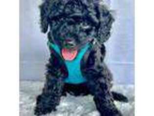 Mutt Puppy for sale in Frederick, MD, USA