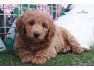 Goldendoodle Puppy for sale in Atlanta, GA, USA