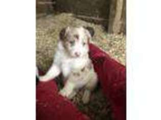 Australian Shepherd Puppy for sale in Ridgeville, IN, USA