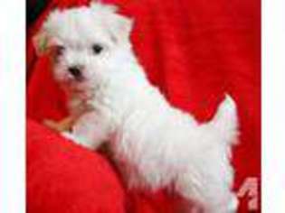 Maltese Puppy for sale in RICHLAND, WA, USA