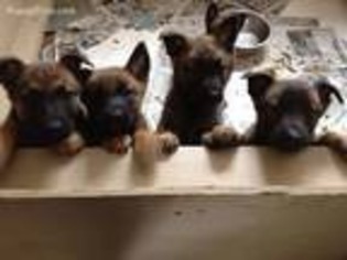 Belgian Malinois Puppy for sale in Medford, NY, USA