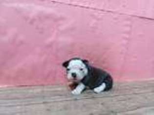 Mutt Puppy for sale in Waynesboro, TN, USA
