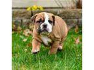 Olde English Bulldogge Puppy for sale in Port Clinton, OH, USA