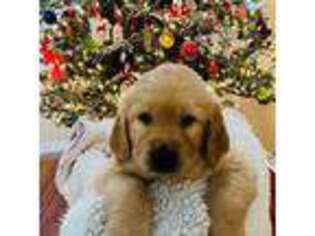 Goldendoodle Puppy for sale in Tarpon Springs, FL, USA