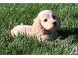 Dachshund Puppy for sale in HILLSBORO, OR, USA