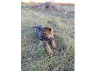 German Shepherd Dog Puppy for sale in La Junta, CO, USA