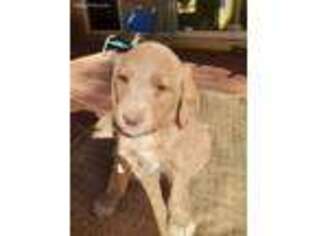 Labradoodle Puppy for sale in Jamul, CA, USA