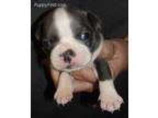 Boston Terrier Puppy for sale in Terrebonne, OR, USA