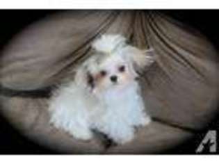 Mal-Shi Puppy for sale in HACKENSACK, NJ, USA