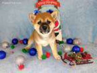 Shiba Inu Puppy for sale in Southbury, CT, USA