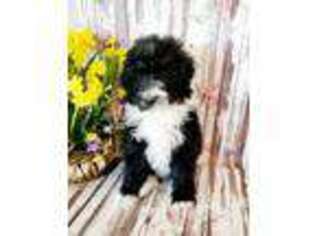 Mutt Puppy for sale in Wallingford, KY, USA