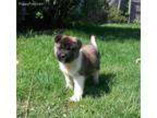 Akita Puppy for sale in Carey, OH, USA