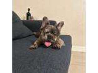 French Bulldog Puppy for sale in Dover Foxcroft, ME, USA