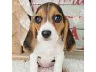 Beagle Puppy for sale in Lafayette, LA, USA