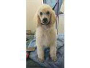 Mutt Puppy for sale in Stratton, CO, USA