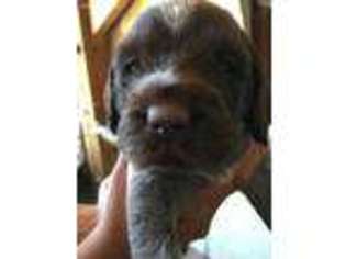 Wirehaired Pointing Griffon Puppy for sale in Bowlus, MN, USA