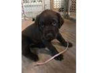 Labrador Retriever Puppy for sale in Graettinger, IA, USA
