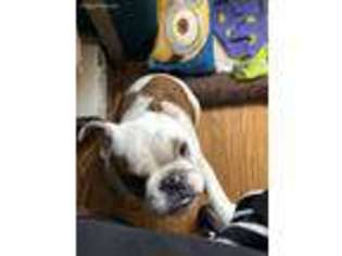 Bulldog Puppy for sale in Franklin, MI, USA