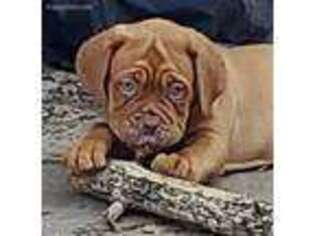 American Bull Dogue De Bordeaux Puppy for sale in Dittmer, MO, USA