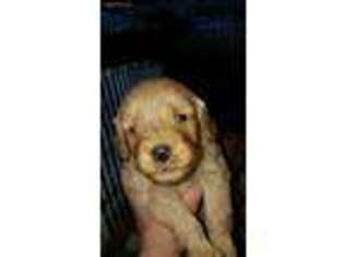 Mutt Puppy for sale in Shelbyville, TN, USA
