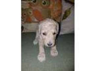 Goldendoodle Puppy for sale in Cape Coral, FL, USA