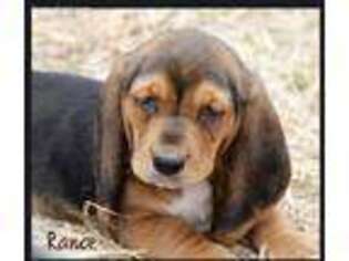 Basset Hound Puppy for sale in Honey Grove, TX, USA