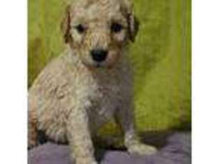 Goldendoodle Puppy for sale in Lebanon, ME, USA