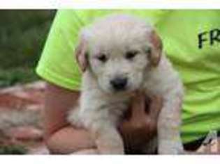 Golden Retriever Puppy for sale in ROLLA, MO, USA