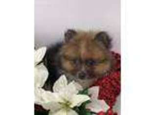 Pomeranian Puppy for sale in Sawyer, OK, USA