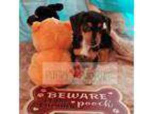 Dachshund Puppy for sale in Spring, TX, USA