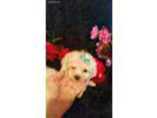 Maltese Puppy for sale in Hammond, LA, USA