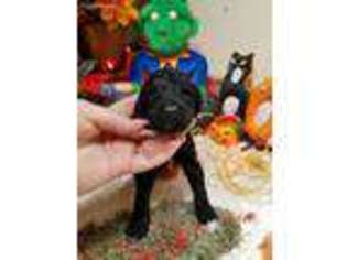 Mutt Puppy for sale in Alexandria, AL, USA
